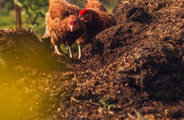 Chicken-manure