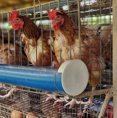 Chicken