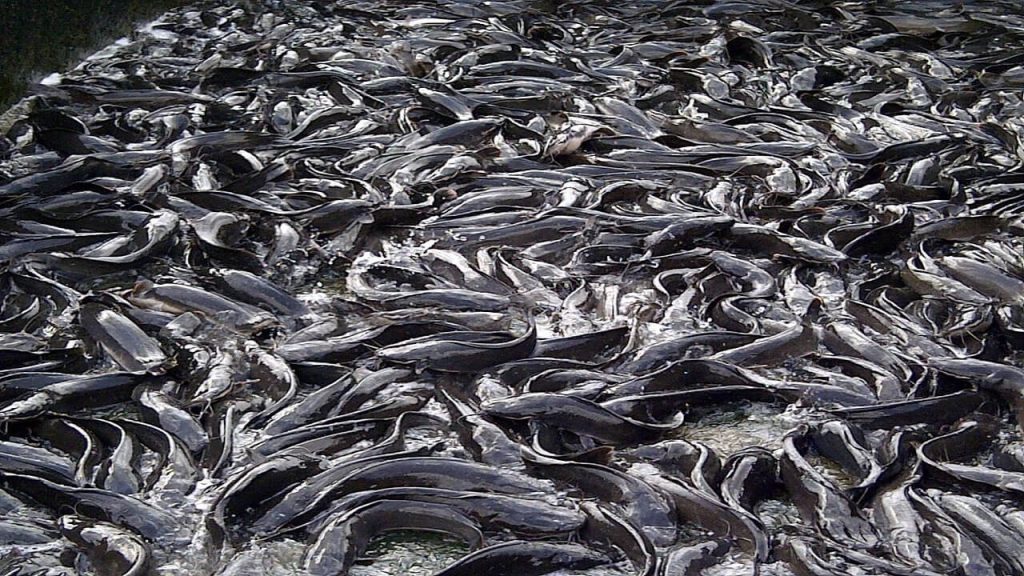 Catfish
