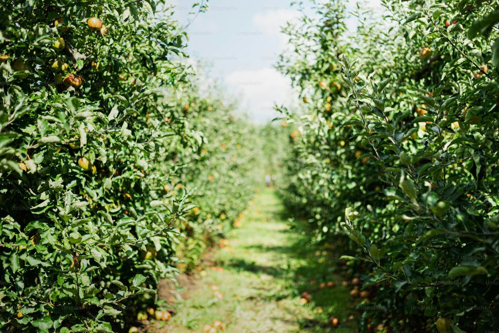 orchard